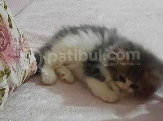 Muhteşem Chincilla Yavrular görsel