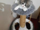 Muhteşem Chincilla Yavrular