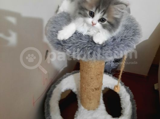 Muhteşem Chincilla Yavrular