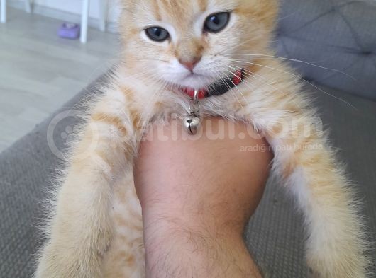 British Shorthair görsel