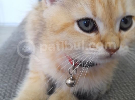 British Shorthair görsel