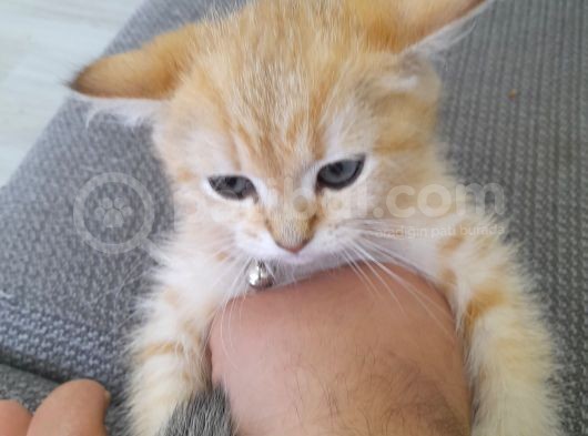 British Shorthair görsel