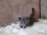 Scottish Fold Gri Erkek
