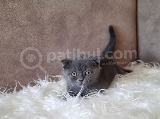 Scottish Fold Gri Erkek görsel