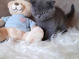 Scottish Fold Gri Erkek