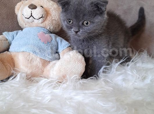 Scottish Fold Gri Erkek görsel