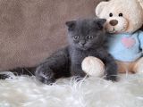 Scottish Fold Gri Erkek