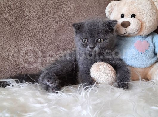 Scottish Fold Gri Erkek görsel