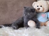 Scottish Fold Gri Erkek