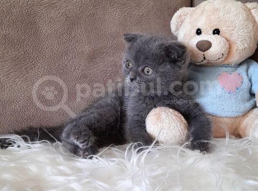 Scottish Fold Gri Erkek görsel