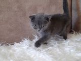 Scottish Fold Gri Erkek
