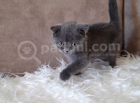 Scottish Fold Gri Erkek görsel