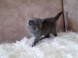 Scottish Fold Gri Erkek