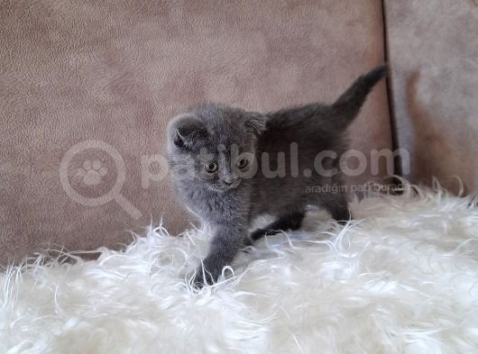 Scottish Fold Gri Erkek görsel