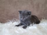 Scottish Fold Gri Erkek