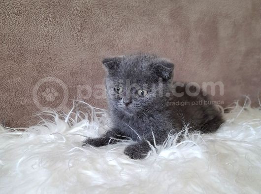 Scottish Fold Gri Erkek görsel