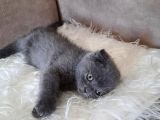 Scottish Fold Gri Erkek