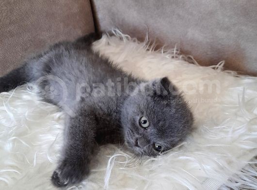 Scottish Fold Gri Erkek görsel