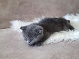 Scottish Fold Gri Erkek
