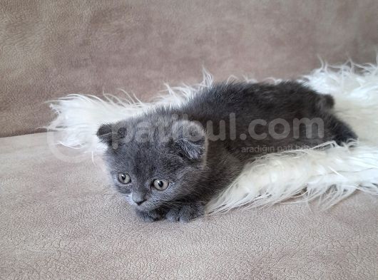 Scottish Fold Gri Erkek görsel