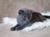 Scottish Fold Gri Erkek