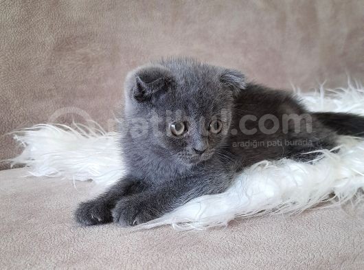 Scottish Fold Gri Erkek
