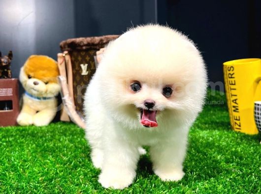 Ayı Surat Pomeranian Boo Yavrularımız görsel