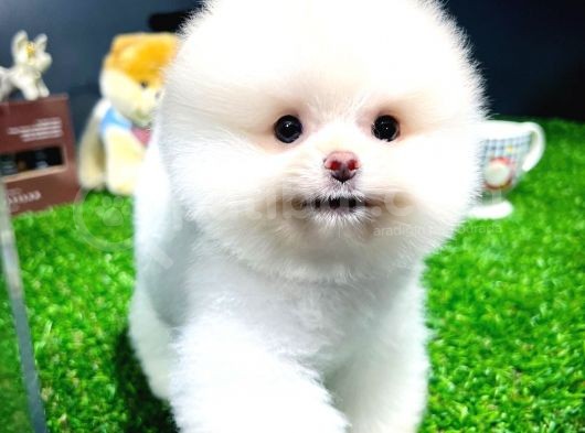 Ayı Surat Pomeranian Boo Yavrularımız