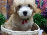Muazzam Güzelli̇kte  Malti̇poo Yavrularimiz