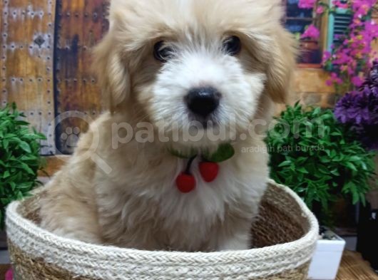 Muazzam Güzelli̇kte  Malti̇poo Yavrularimiz görsel