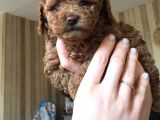 Safkan Baby Face Toypoodle