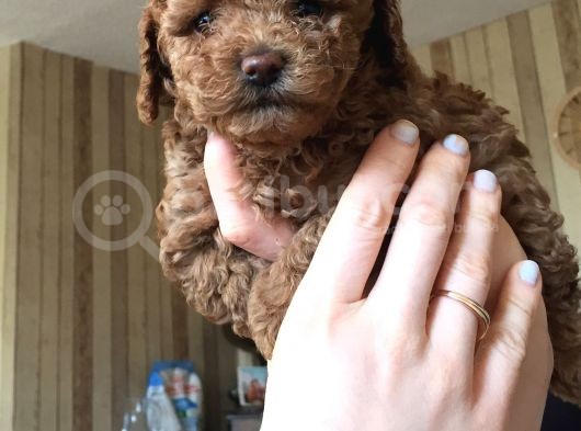 Safkan Baby Face Toypoodle