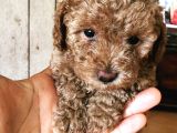 Safkan Baby Face Toypoodle