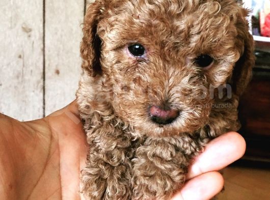 Safkan Baby Face Toypoodle görsel