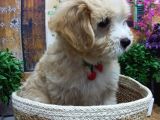 Muazzam Güzelli̇kte  Malti̇poo Yavrularimiz