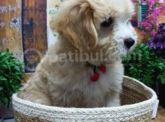 Muazzam Güzelli̇kte  Malti̇poo Yavrularimiz görsel