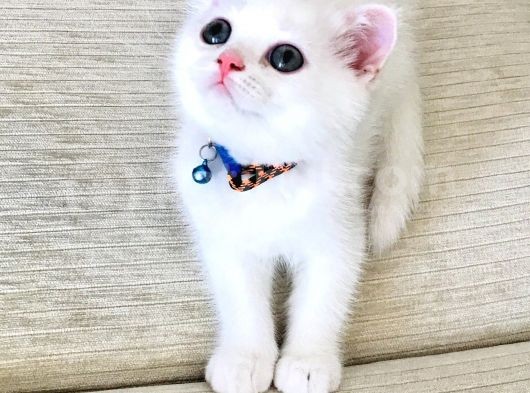 Süt Beyaz Scottish White Erkek  