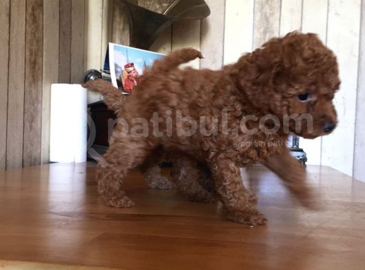 Safkan Baby Face Toypoodle görsel