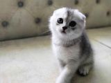 Tek Yavru Erkek 65 Günlük Sıfır Kulak