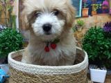 Muazzam Güzelli̇kte  Malti̇poo Yavrularimiz