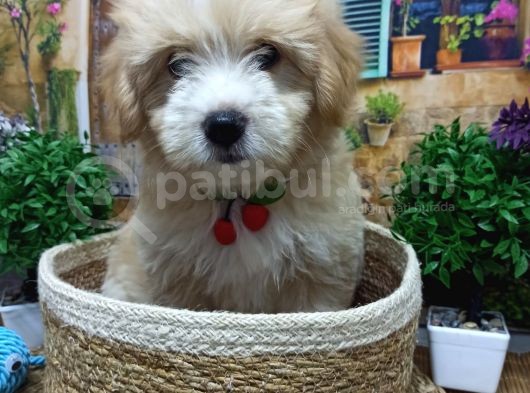 Muazzam Güzelli̇kte  Malti̇poo Yavrularimiz görsel