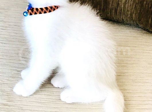 Süt Beyaz Scottish White Erkek   görsel