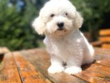 Sevi̇mli̇ Malti̇poo Bebekleri̇mi̇z