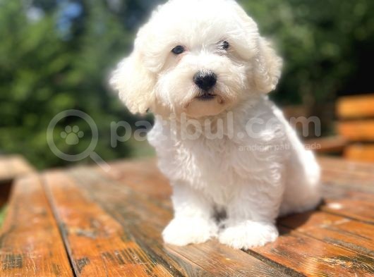 Sevi̇mli̇ Malti̇poo Bebekleri̇mi̇z görsel