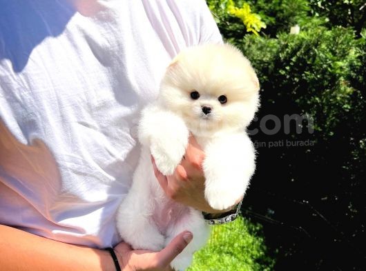 Aa Kalite Safkan  Pomeranian Oğlumuz