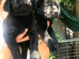 Mükemmel Labrador Yavrularımız