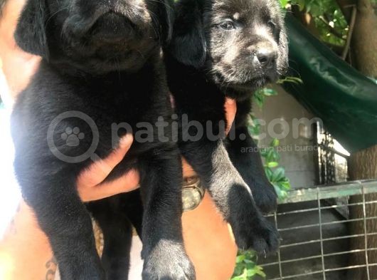 Mükemmel Labrador Yavrularımız görsel