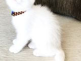 Süt Beyaz Scottish White Erkek  