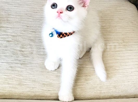 Süt Beyaz Scottish White Erkek   görsel