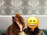 Fci Secereli Standart Poodle Erkek 1 Yasinda